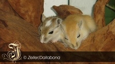 Monty und Sammy