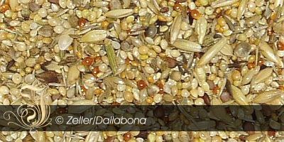 Wellensittich premium
