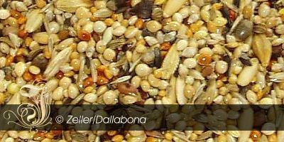Wildsamenmischung premium