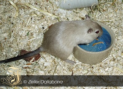 Futternapf